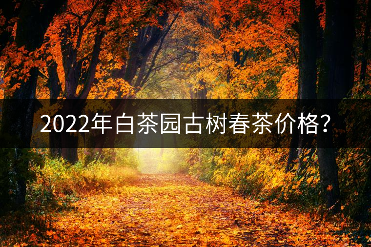 2022年白茶園古樹春茶價格？