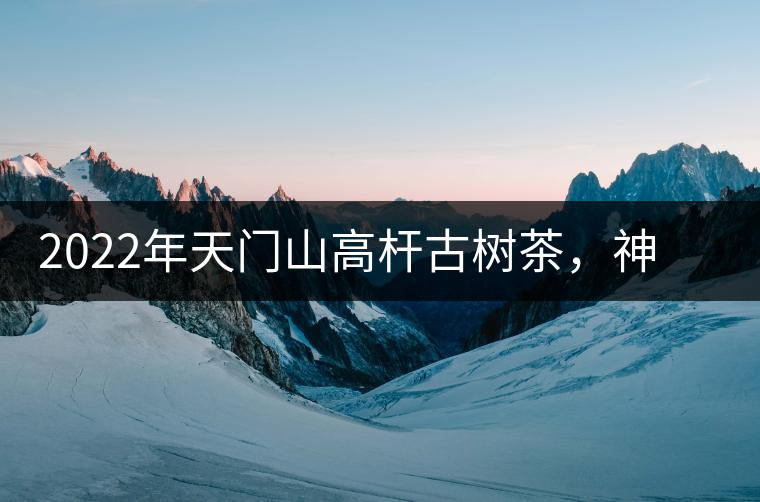 2022年天門山高桿古樹茶，神秘存在的好茶