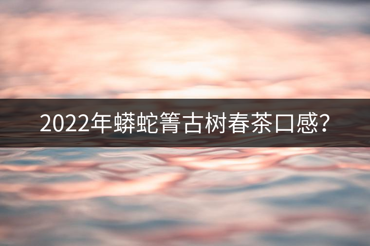 2022年蟒蛇箐古樹(shù)春茶口感？