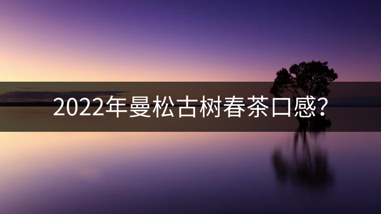 2022年曼松古樹春茶口感？