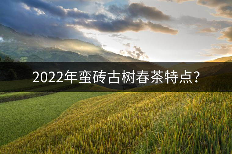 2022年蠻磚古樹春茶特點(diǎn)？
