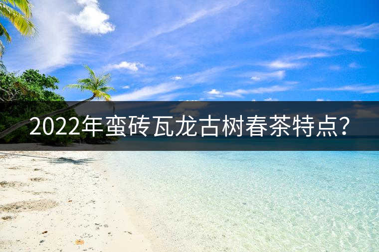 2022年蠻磚瓦龍古樹春茶特點？