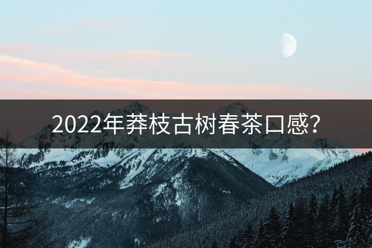 2022年莽枝古樹春茶口感？