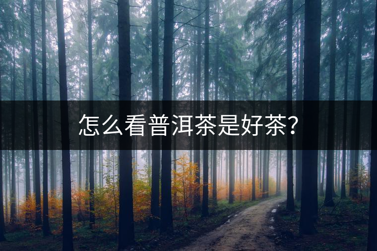 怎么看普洱茶是好茶？