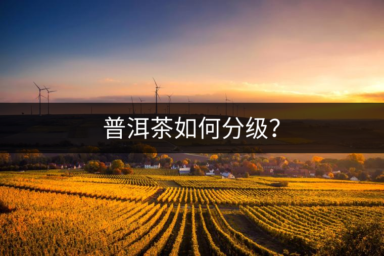 普洱茶如何分級？