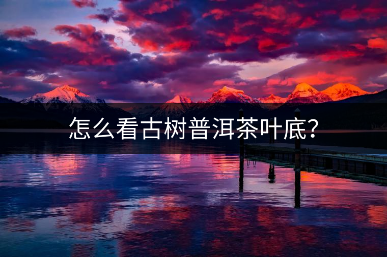 怎么看古樹普洱茶葉底？