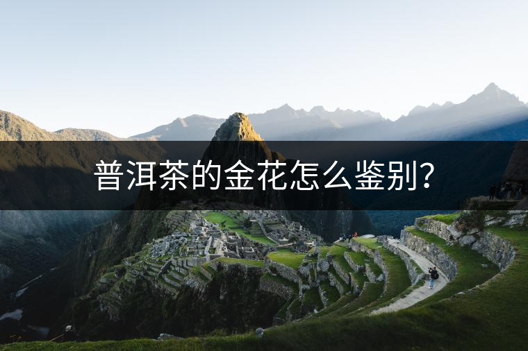 普洱茶的金花怎么鑒別？