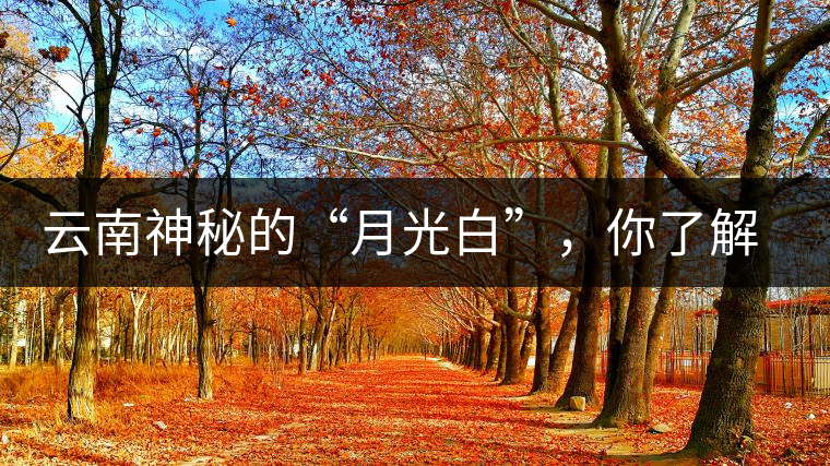 云南神秘的“月光白”，你了解多少？
