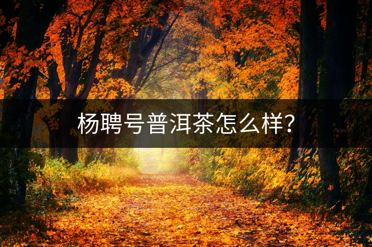楊聘號(hào)普洱茶怎么樣？