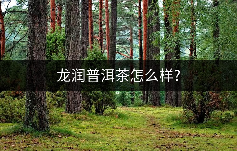 龍潤普洱茶怎么樣?