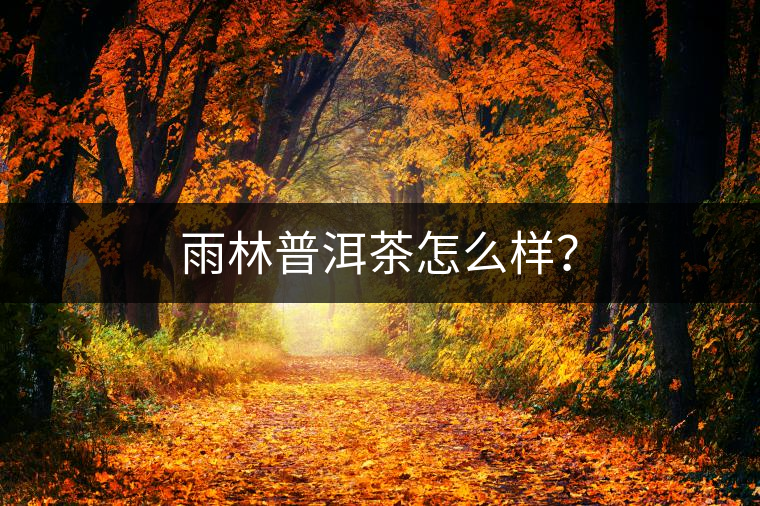 雨林普洱茶怎么樣？