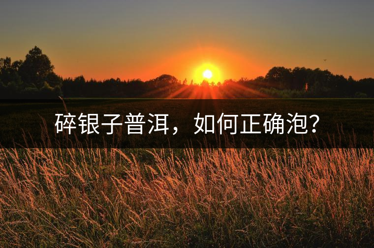 碎銀子普洱，如何正確泡？