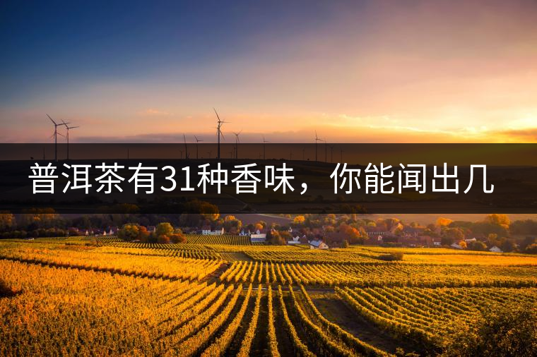 普洱茶有31種香味，你能聞出幾種來?
