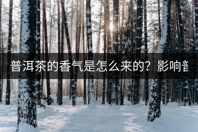 普洱茶的香氣是怎么來的？影響普洱茶香氣的3大因素是什么？
