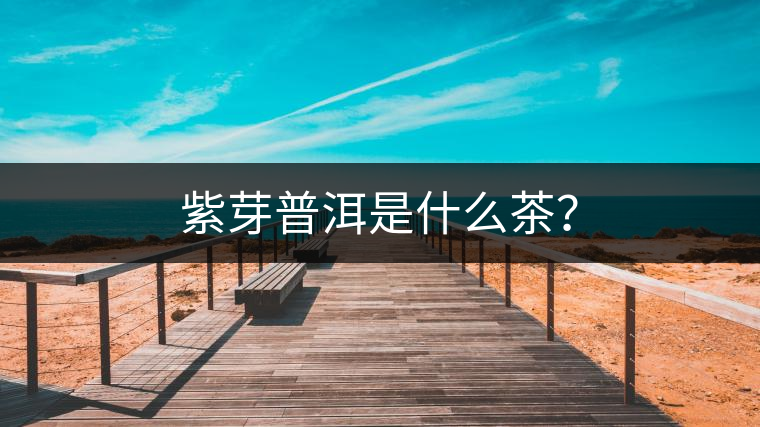 紫芽普洱是什么茶？