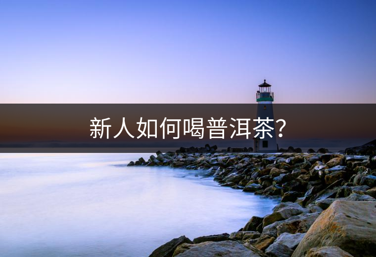 新人如何喝普洱茶？