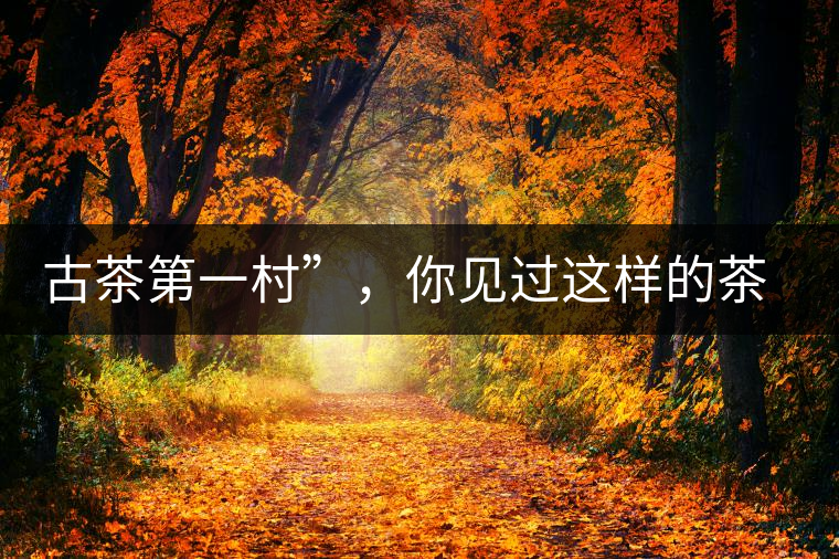 古茶第一村”，你見過這樣的茶樹嗎？