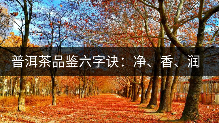 普洱茶品鑒六字訣：凈、香、潤、厚、甘、甜，帶你體驗普洱的魅力