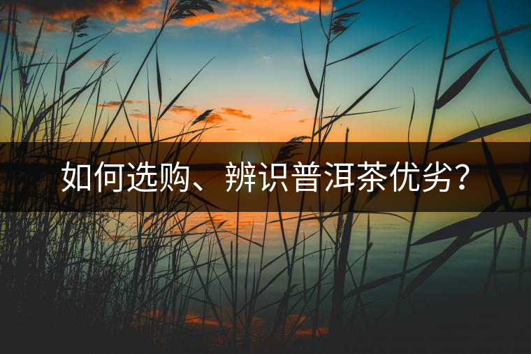 如何選購、辨識普洱茶優(yōu)劣？