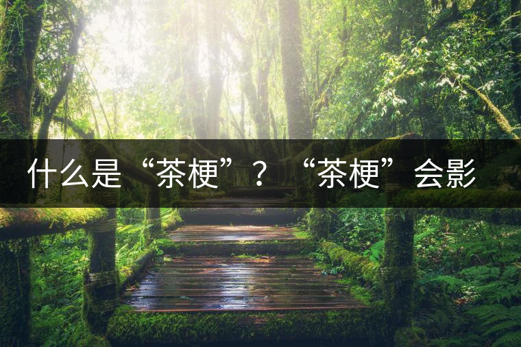 什么是“茶?！?？“茶梗”會影響普洱茶品質(zhì)？