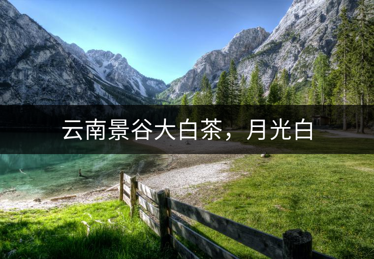 云南景谷大白茶，月光白