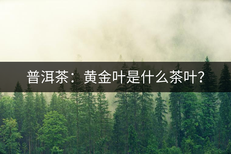 普洱茶：黃金葉是什么茶葉？