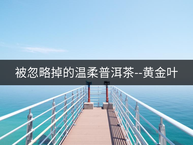 被忽略掉的溫柔普洱茶--黃金葉