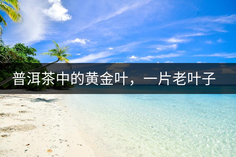 普洱茶中的黃金葉，一片老葉子的成功逆襲