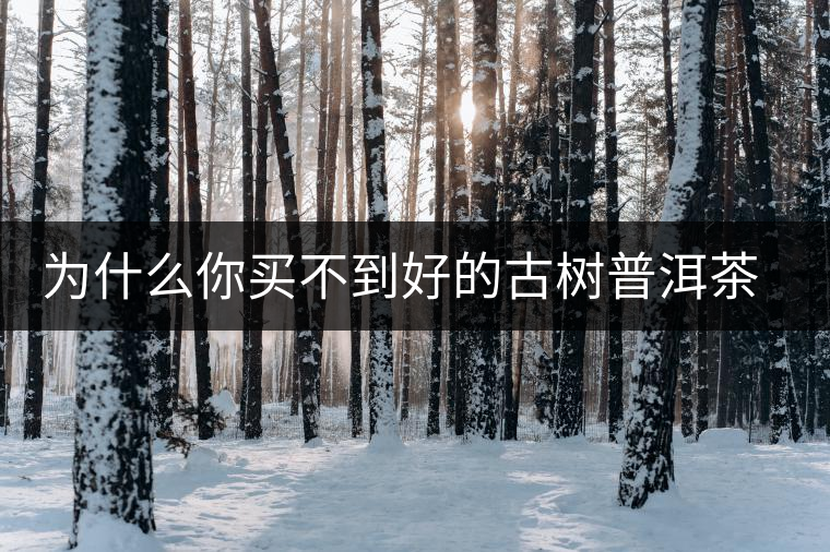 為什么你買不到好的古樹普洱茶？買茶防坑指南，看完就有收獲！