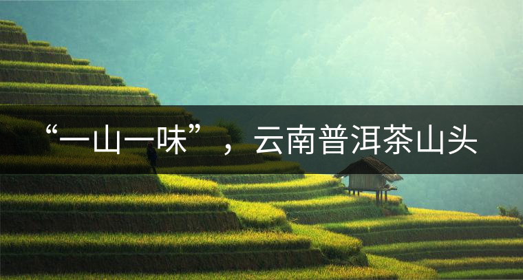 “一山一味”，云南普洱茶山頭茶的真實(shí)意義！