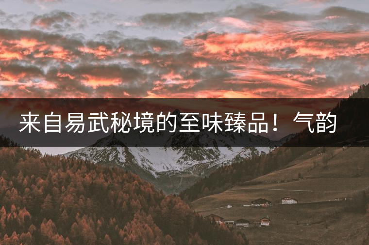 來自易武秘境的至味臻品！氣韻強勁，余韻深邃，一口喚醒你的味蕾~