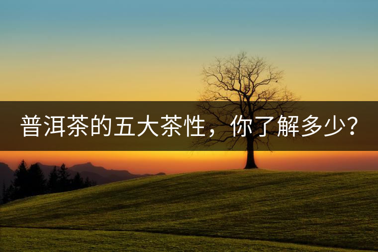 普洱茶的五大茶性，你了解多少？