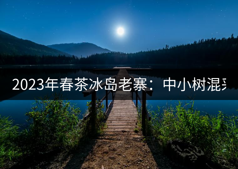 2023年春茶冰島老寨：中小樹混采2500-3000元／公斤，大樹：7000-8000元／公斤，古樹混采：28000-36000元／公斤