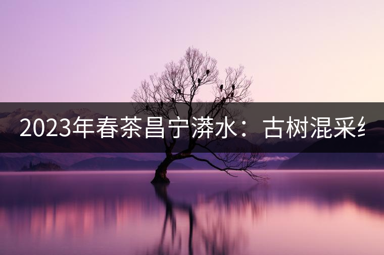 2023年春茶昌寧漭水：古樹混采純料480-600元／公斤，大樹360-420元／公斤，臺地260-300元／公斤，古樹單株均價(jià)880-1200元／公斤。