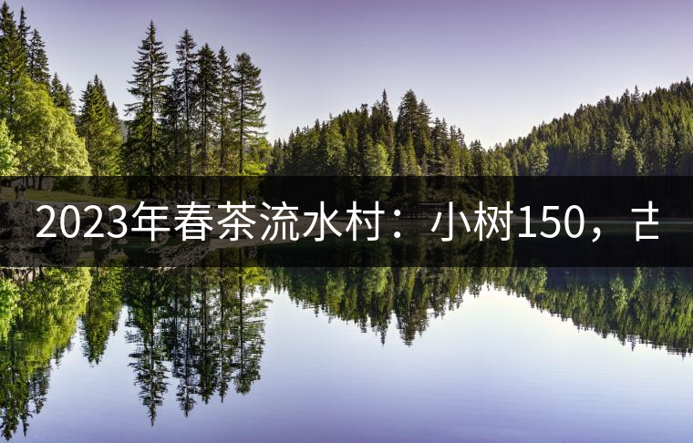 2023年春茶流水村：小樹150，古樹：200元。
