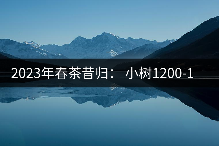 2023年春茶昔歸： 小樹1200-1600元／公斤，大樹4500-5200元／公斤，古樹7500-9000元／公斤.