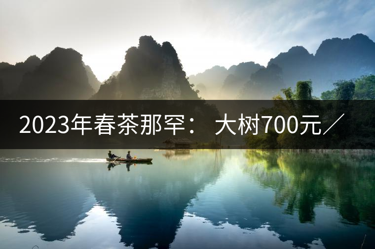 2023年春茶那罕： 大樹700元／公斤，古樹：1200-1600元／公斤