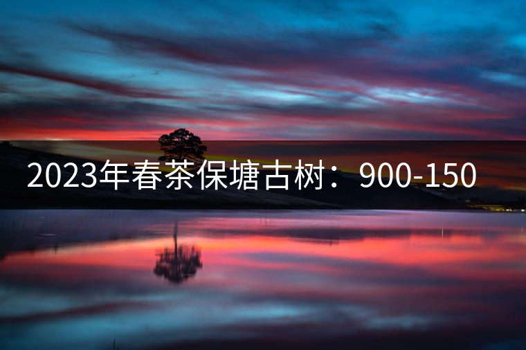 2023年春茶保塘古樹：900-1500元／公斤