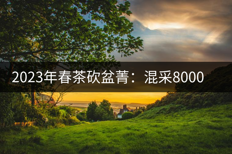 2023年春茶砍盆菁：混采8000元／公斤， 挑采：12000元／公斤
