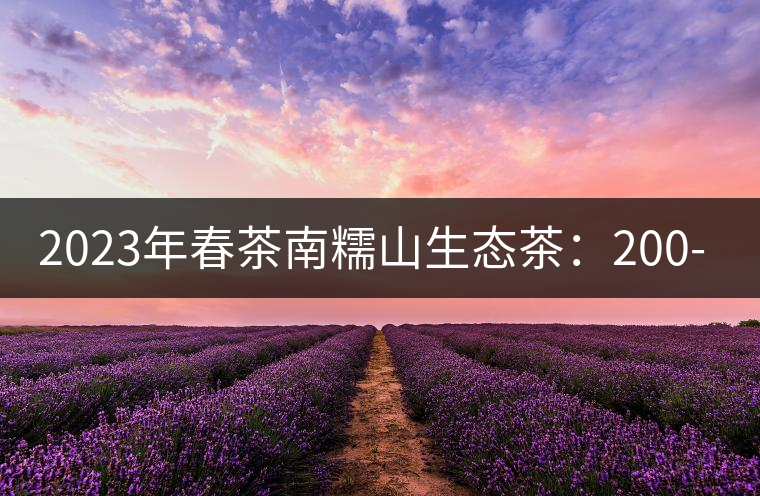 2023年春茶南糯山生態(tài)茶：200-300元／公斤，古樹：900-1500元／公斤