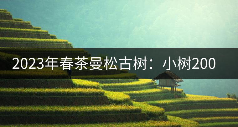 2023年春茶曼松古樹：小樹2000元／公斤，古樹：40000元／公斤