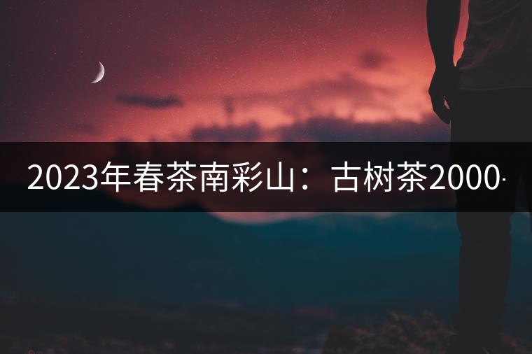 2023年春茶南彩山：古樹茶2000-2200元／公斤，大樹混采1200-1500元／公斤。