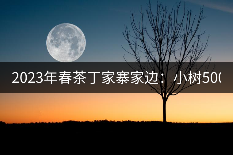 2023年春茶丁家寨家邊：小樹500元／公斤，古樹1500-1600元／公斤