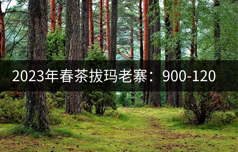2023年春茶拔瑪老寨:900-1200元/公斤 2023年春茶拔瑪老寨:900-1200元/公斤