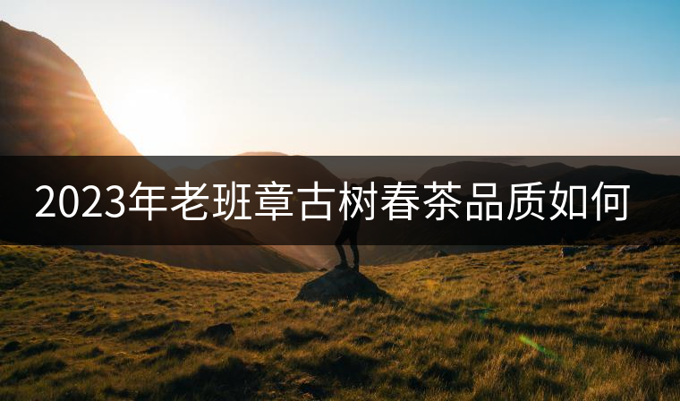 2023年老班章古樹春茶品質(zhì)如何？
