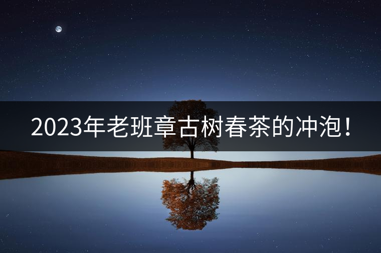 2023年老班章古樹春茶的沖泡！