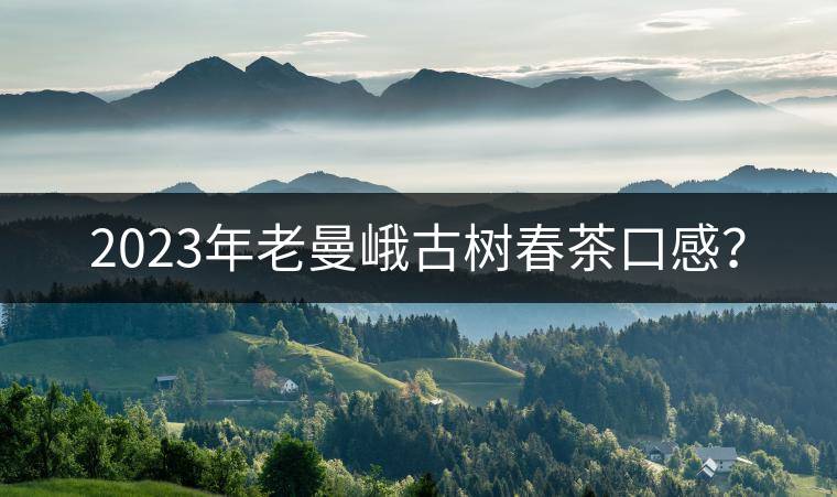 2023年老曼峨古樹春茶口感？