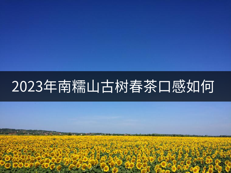 2023年南糯山古樹春茶口感如何？