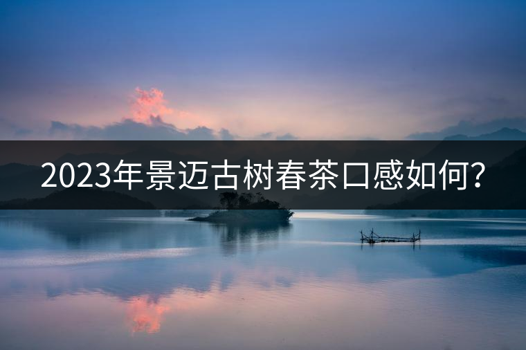 2023年景邁古樹春茶口感如何？