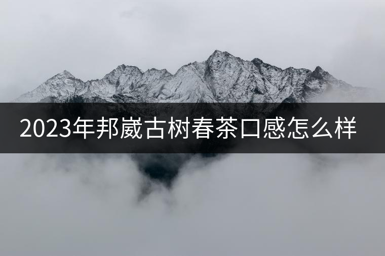 2023年邦崴古樹(shù)春茶口感怎么樣？